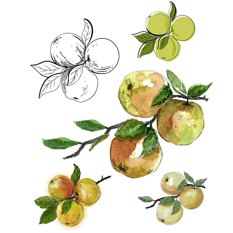 illustration of apples